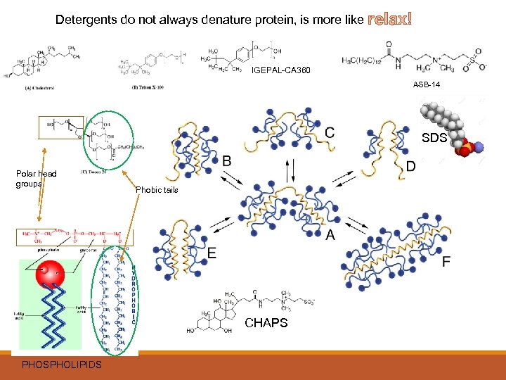 Detergents do not always denature protein, is more like relax! IGEPAL-CA 360 ASB-14 SDS