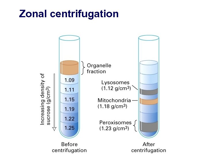 Zonal centrifugation 