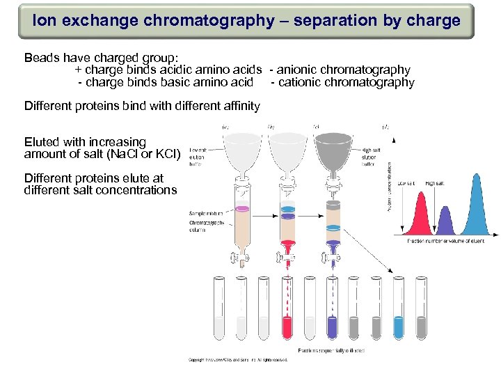 Ion exchange chromatography – separation by charge Beads have charged group: + charge binds