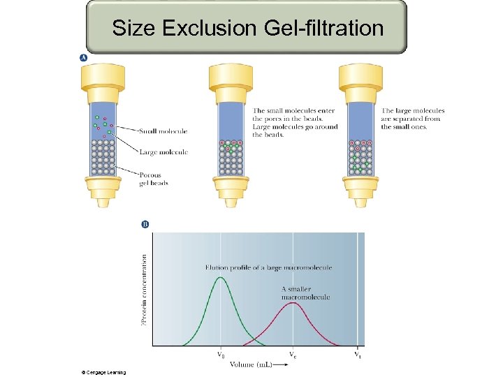 Size Exclusion Gel-filtration 