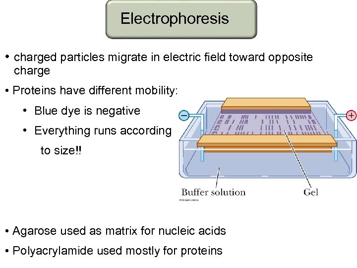Electrophoresis • charged particles migrate in electric field toward opposite charge • Proteins have