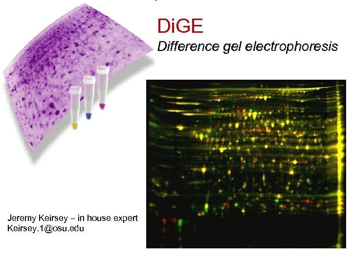 Di. GE Difference gel electrophoresis Jeremy Keirsey – in house expert Keirsey. 1@osu. edu