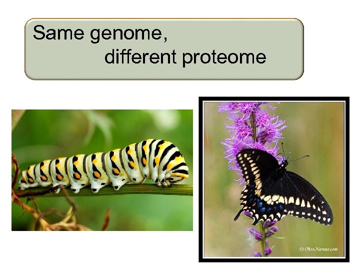 Same genome, different proteome 