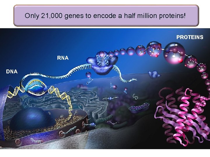 Only 21, 000 genes to encode a half million proteins! PROTEINS RNA DNA 