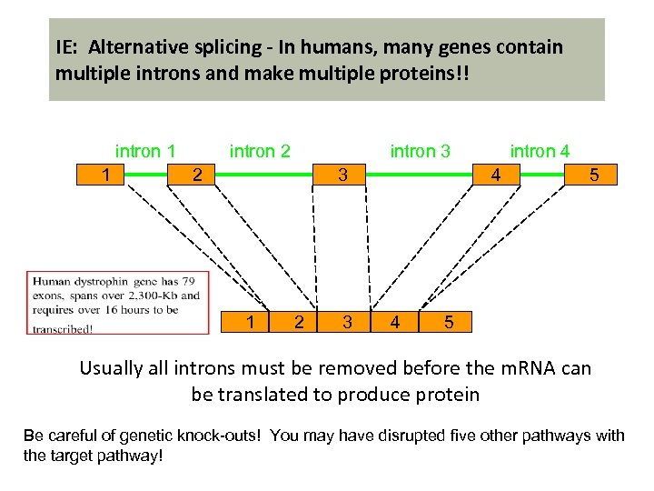 IE: Alternative splicing - In humans, many genes contain multiple introns and make multiple