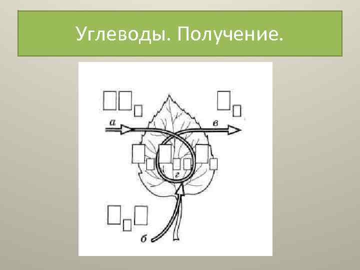 Углеводы. Получение. 