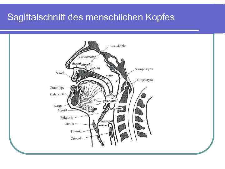 Sagittalschnitt des menschlichen Kopfes 