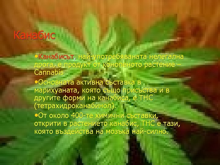 Канабис • Канабисът, най-употребяваната нелегална дрога, е продукт от конопеното растение – Cannabis •