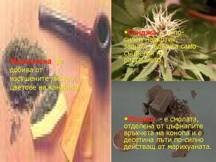  • Ганджа - е по. Марихуана се добива от изсушените листа и цветове
