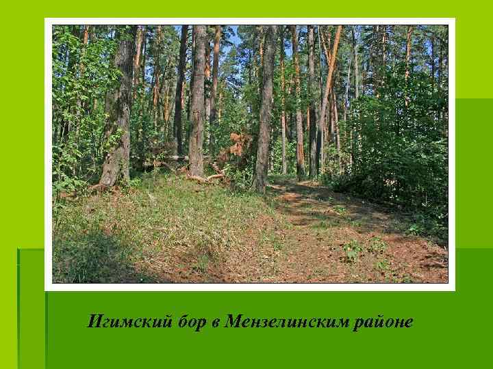 Игимский бор в Мензелинским районе 