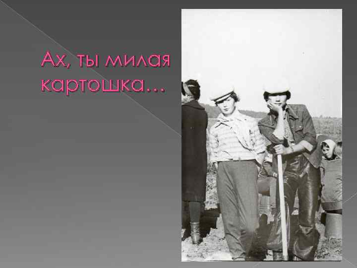 Ах, ты милая картошка… 