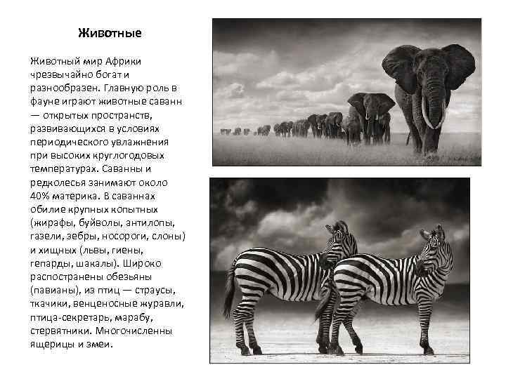Какова роль африки в мире. Животные и растения Африки. Животные и растительный мир Африки. О животных и растениях Африки. Сообщение о животных и растениях Африки.