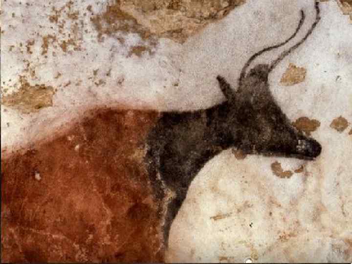 Корова з чорною головою 