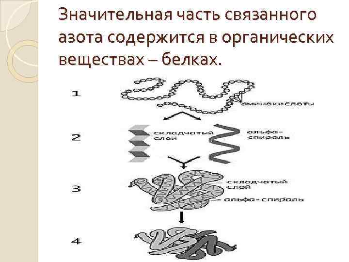 Значительная часть связанного азота содержится в органических веществах – белках. 