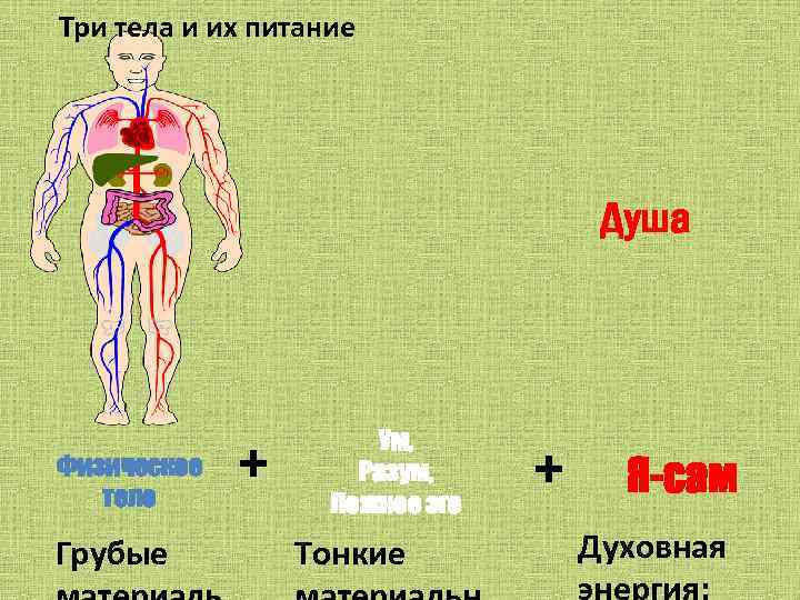 Три организм. Питание души. Три тела. Три тела государства. Грубое тело.