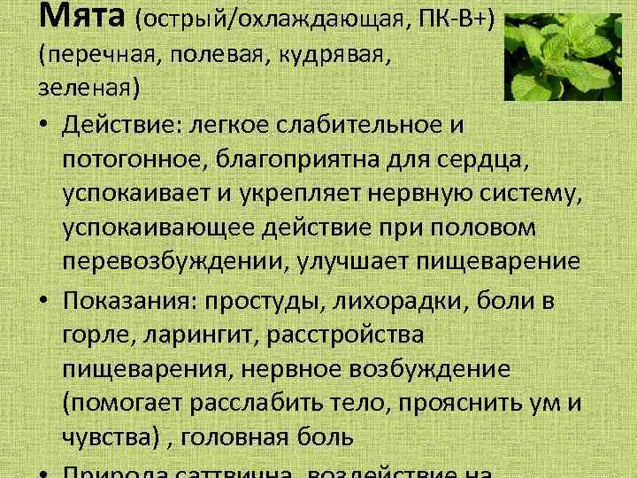 Мята (острый/охлаждающая, ПК-В+) (перечная, полевая, кудрявая, зеленая) • Действие: легкое слабительное и потогонное, благоприятна