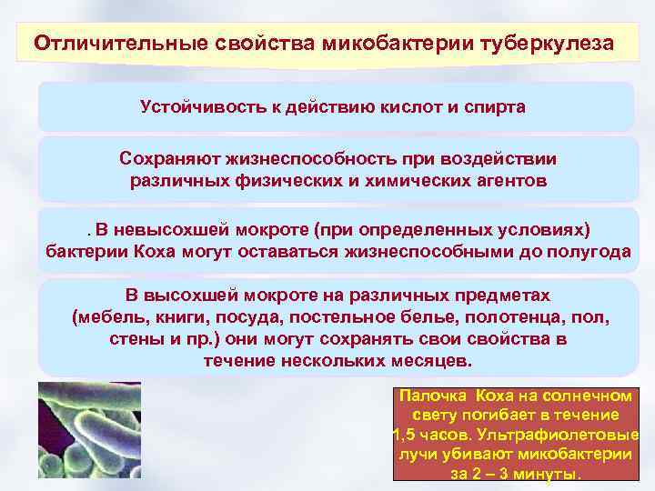 Отличительные свойства микобактерии туберкулеза Устойчивость к действию кислот и спирта Сохраняют жизнеспособность при воздействии
