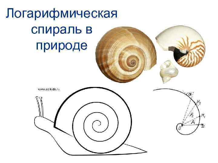 Спирали в математике и окружающем мире проект