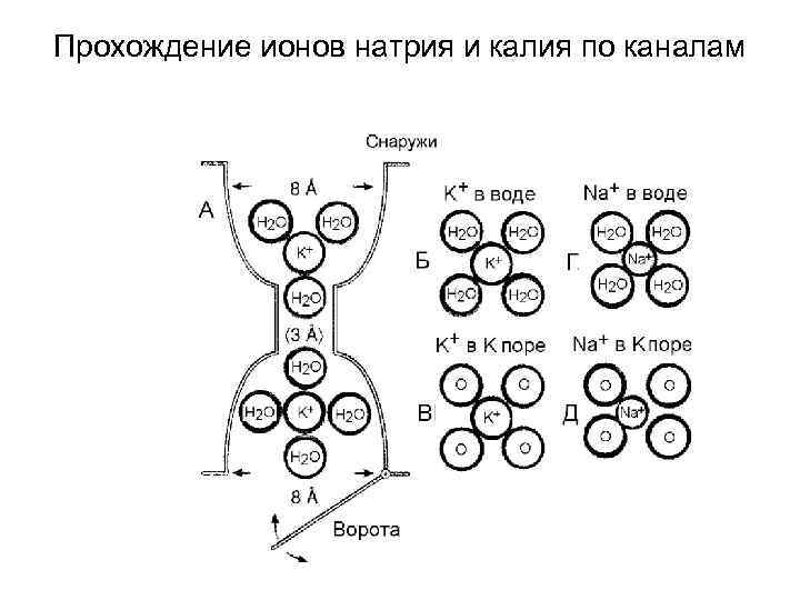 Строение иона