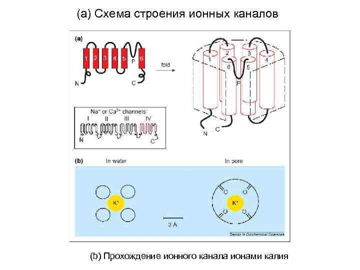 Схема строения ионов