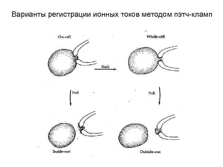 Варианты регистрации ионных токов методом пэтч-кламп 