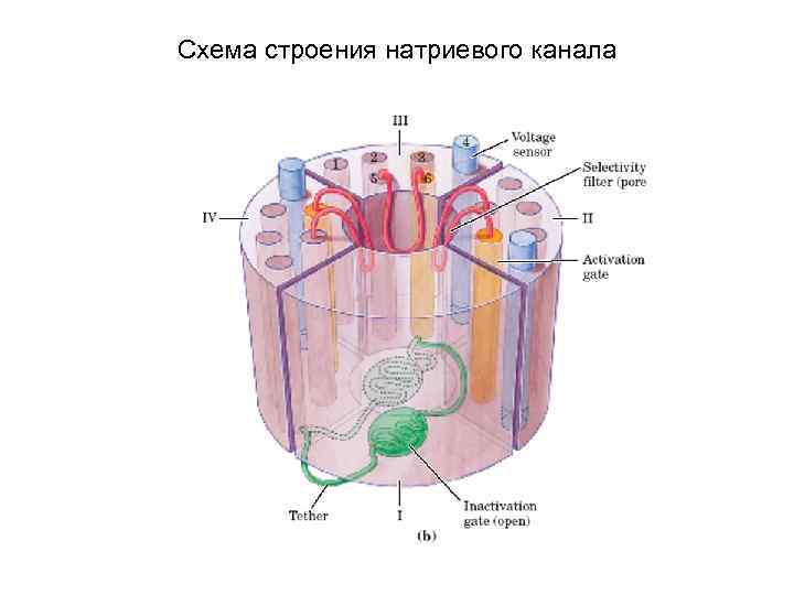 Схема строения ионов