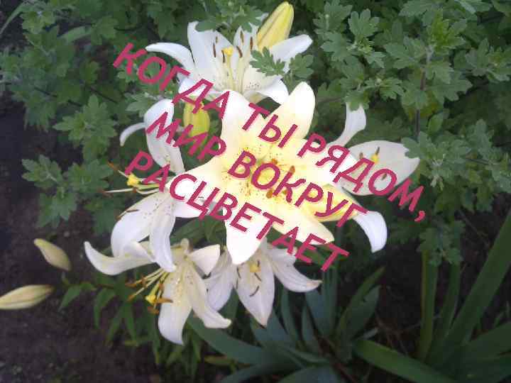 КО ГД АТ МИ ЫР РВ ЯД РА ОК ОМ СЦ , ВЕ РУГ