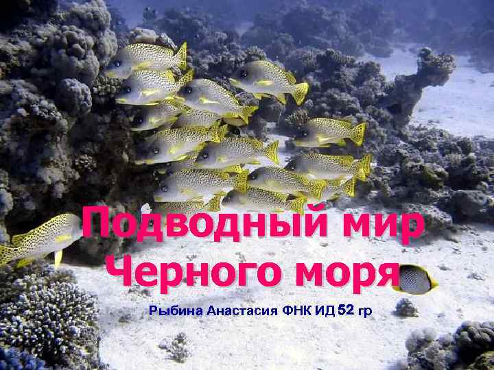 Подводный мир Черного моря Рыбина Анастасия ФНК ИД 52 гр 