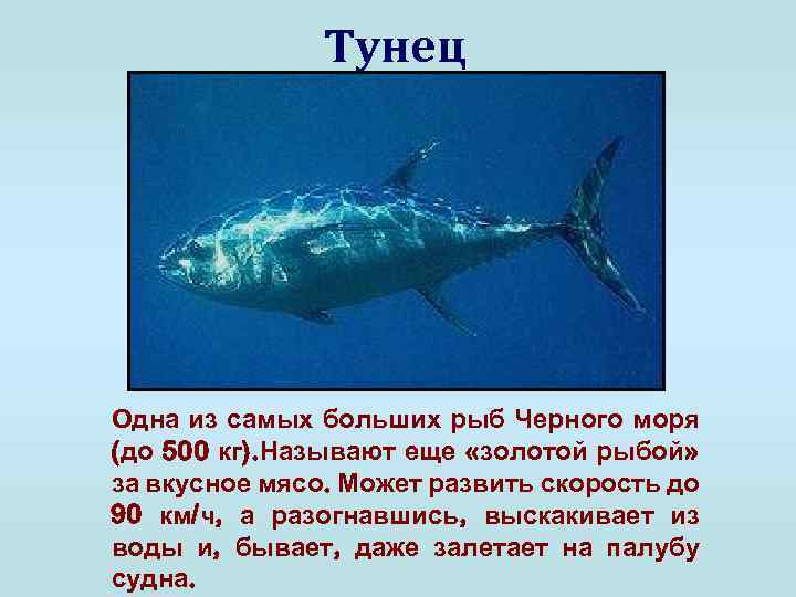 Тунец Одна из самых больших рыб Черного моря (до 500 кг). Называют еще «золотой