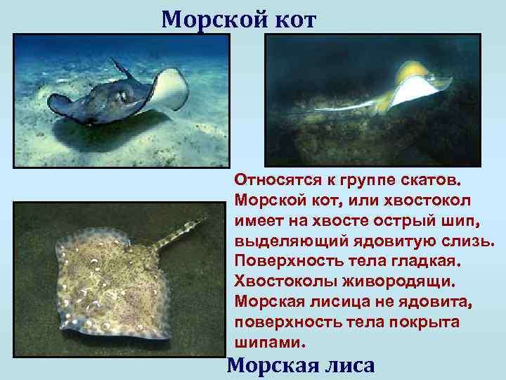 Морской кот Относятся к группе скатов. Морской кот, или хвостокол имеет на хвосте острый