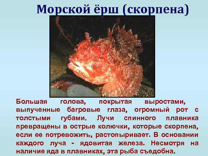 Морской ёрш (скорпена) Большая голова, покрытая выростами, выпученные багровые глаза, огромный рот с толстыми