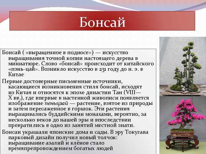 Бонсай ( «выращенное в подносе» ) — искусство выращивания точной копии настоящего дерева в