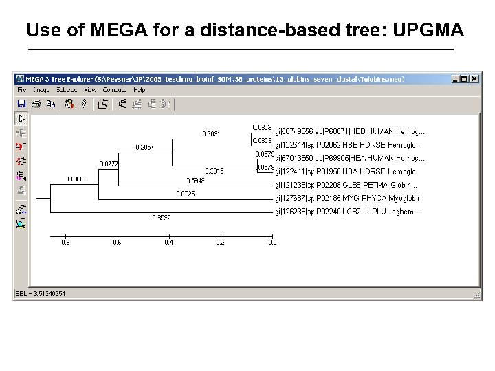 Use of MEGA for a distance-based tree: UPGMA 