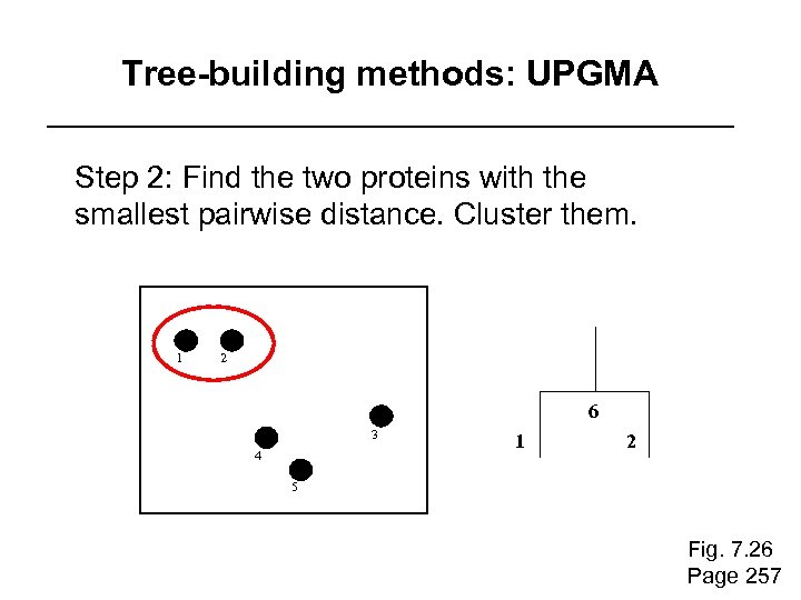 Tree-building methods: UPGMA Step 2: Find the two proteins with the smallest pairwise distance.