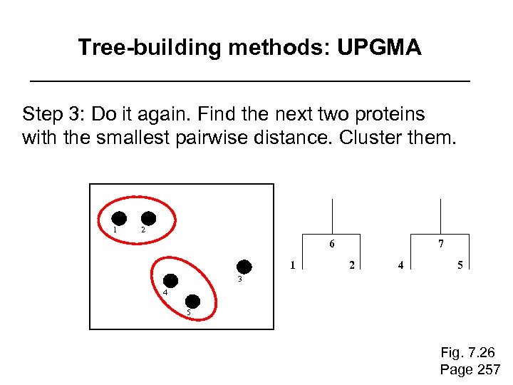 Tree-building methods: UPGMA Step 3: Do it again. Find the next two proteins with