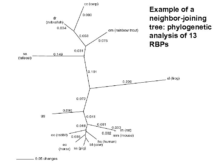 Example of a neighbor-joining tree: phylogenetic analysis of 13 RBPs 