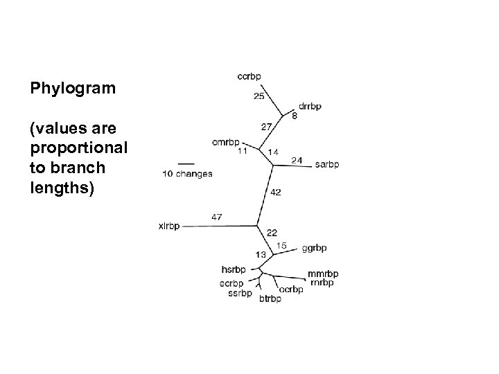 Phylogram (values are proportional to branch lengths) 