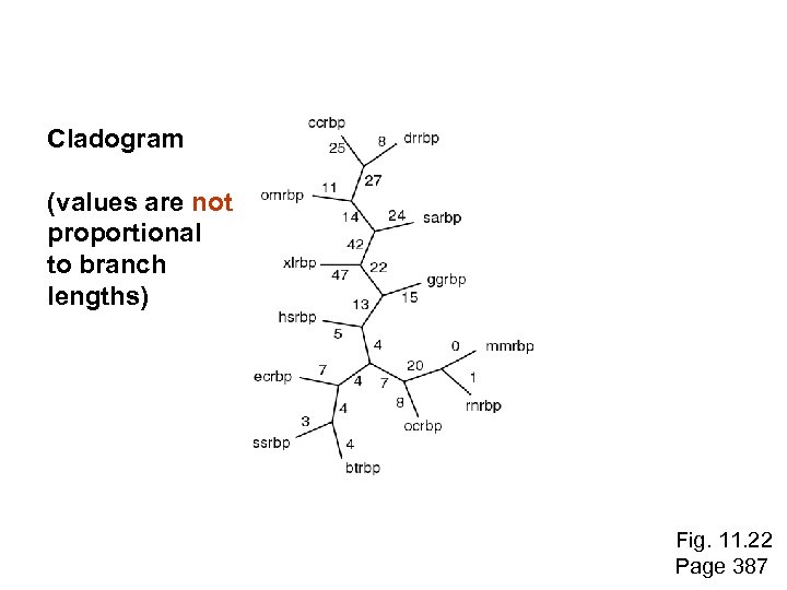 Cladogram (values are not proportional to branch lengths) Fig. 11. 22 Page 387 