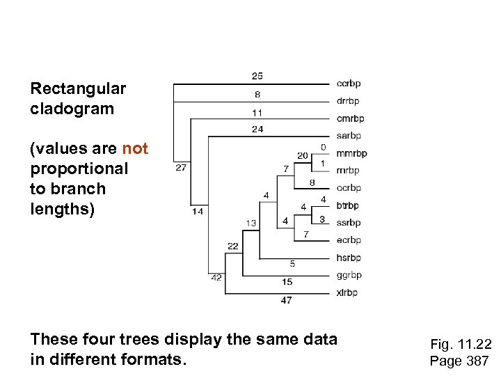 Rectangular cladogram (values are not proportional to branch lengths) These four trees display the