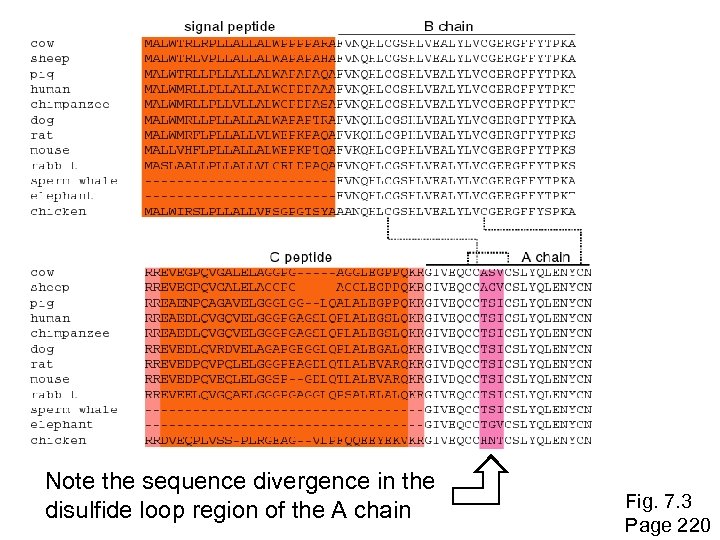 Note the sequence divergence in the disulfide loop region of the A chain Fig.