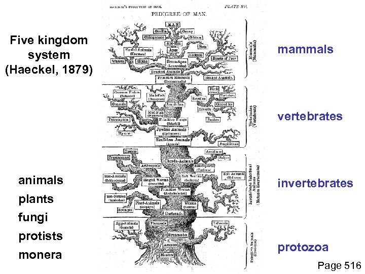 Five kingdom system (Haeckel, 1879) mammals vertebrates animals invertebrates plants fungi protists monera protozoa