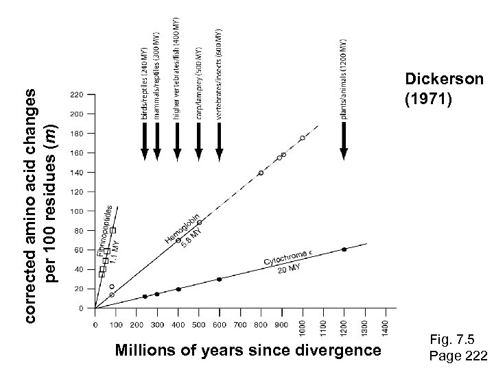 corrected amino acid changes per 100 residues (m) Dickerson (1971) Millions of years since