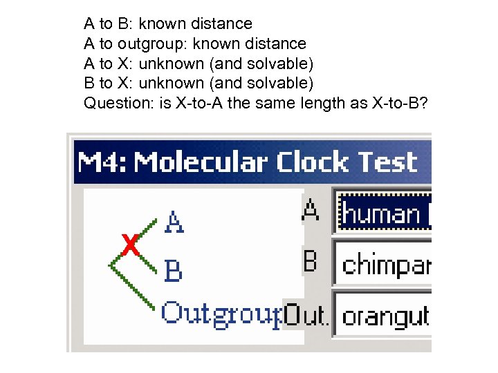 A to B: known distance A to outgroup: known distance A to X: unknown