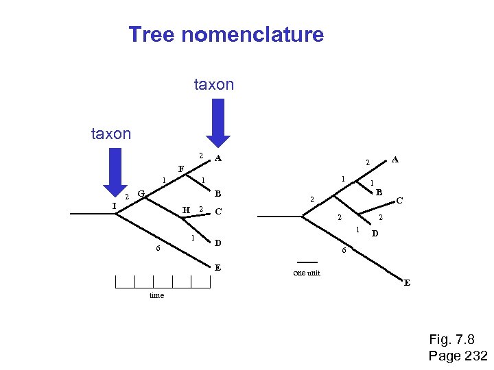 Tree nomenclature taxon 2 A 1 I 2 1 1 G B H 2