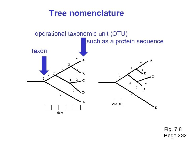 Tree nomenclature operational taxonomic unit (OTU) such as a protein sequence taxon 2 A