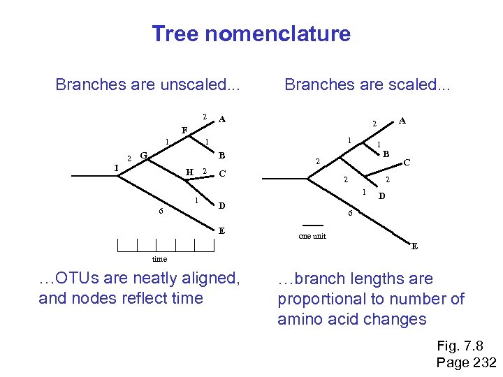 Tree nomenclature Branches are unscaled. . . 2 Branches are scaled. . . A