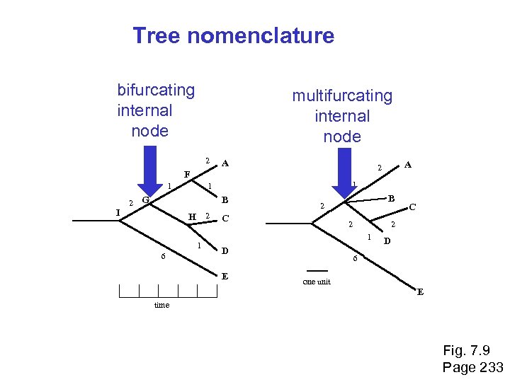 Tree nomenclature bifurcating internal node multifurcating internal node 2 A 1 I 2 1