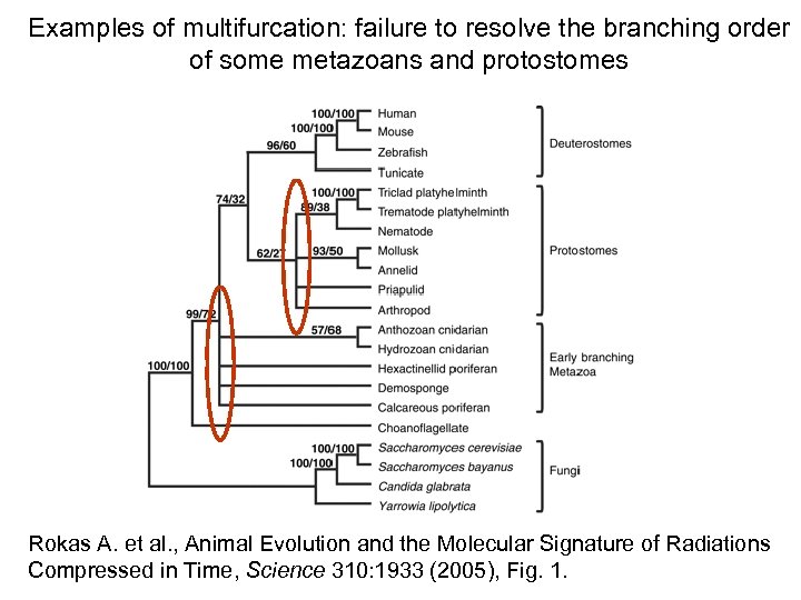 Examples of multifurcation: failure to resolve the branching order of some metazoans and protostomes