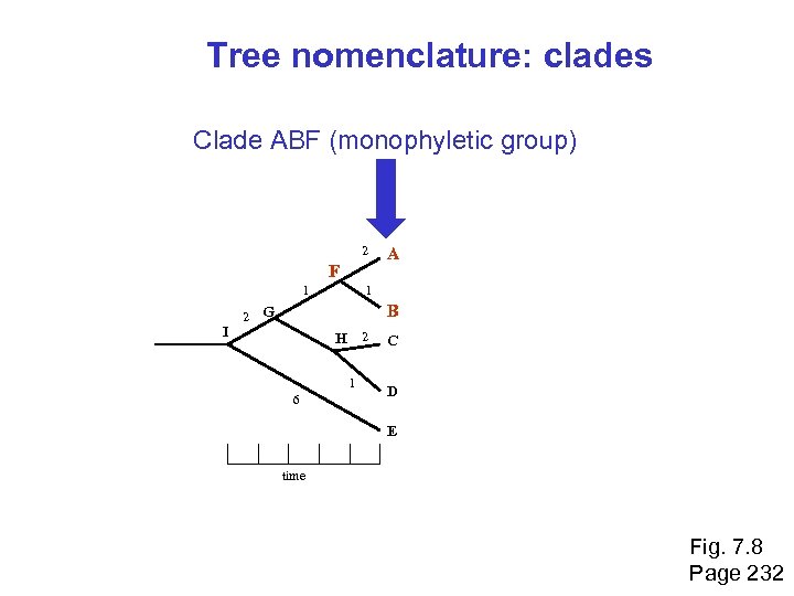 Tree nomenclature: clades Clade ABF (monophyletic group) 2 F 1 I 2 A 1