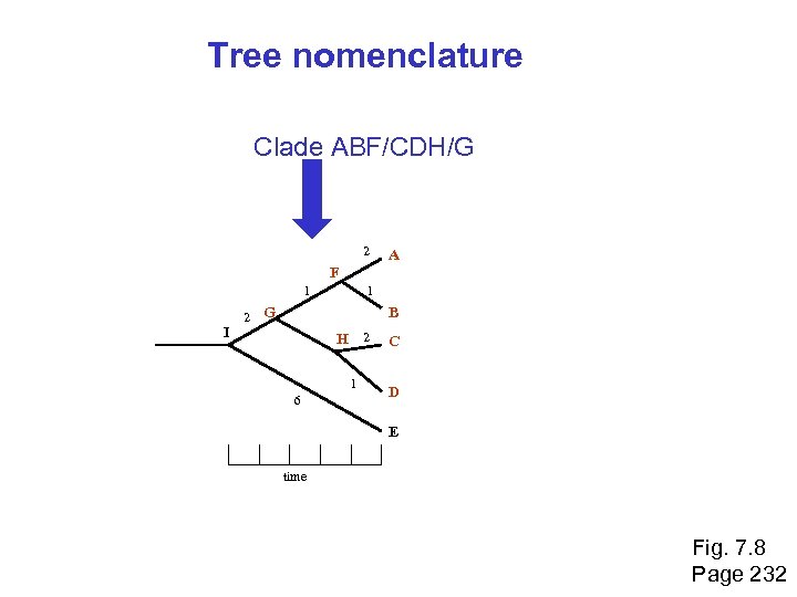 Tree nomenclature Clade ABF/CDH/G 2 A F 1 I 2 1 G B H